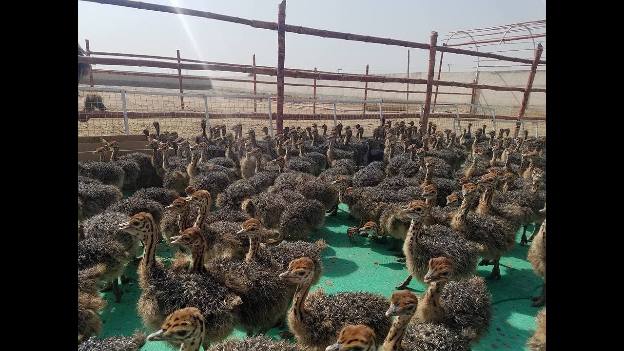 Ostrich chicks