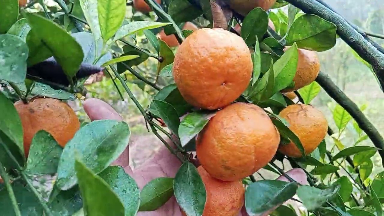 মাঠ বাগানের চাইনা কমলা,রামরঙ্গন কমলা,চাইনা ৩ মেন্ডারিন। 