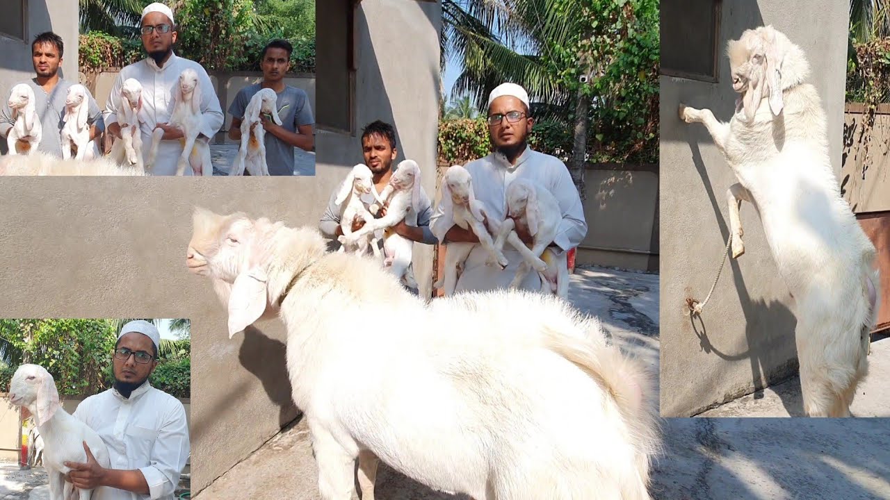 Hafeji Goat Farm Update And Big Offers On Bakriyaa And Patira Kids.