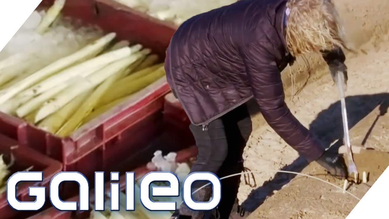 Personalmangel! Wie l&auml;uft die Spargelernte dieses Jahr? | Galileo | ProSieben