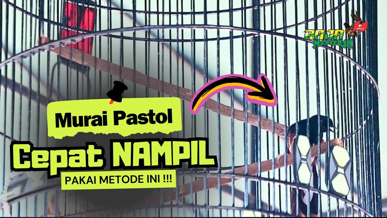 FOKUS HAL INI ‼️ MURAI PASTOL CEPAT NAMPIL 👍