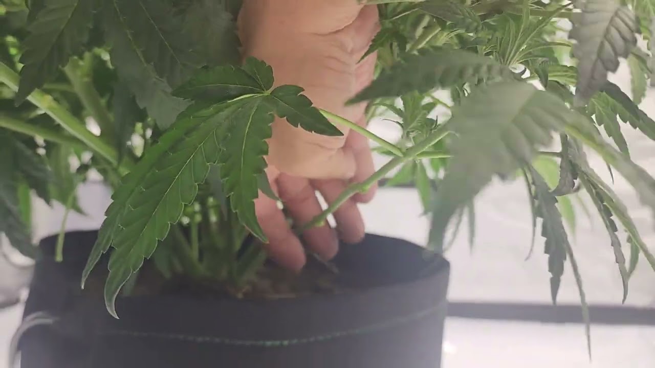 How to Lollipop a cannabis plant