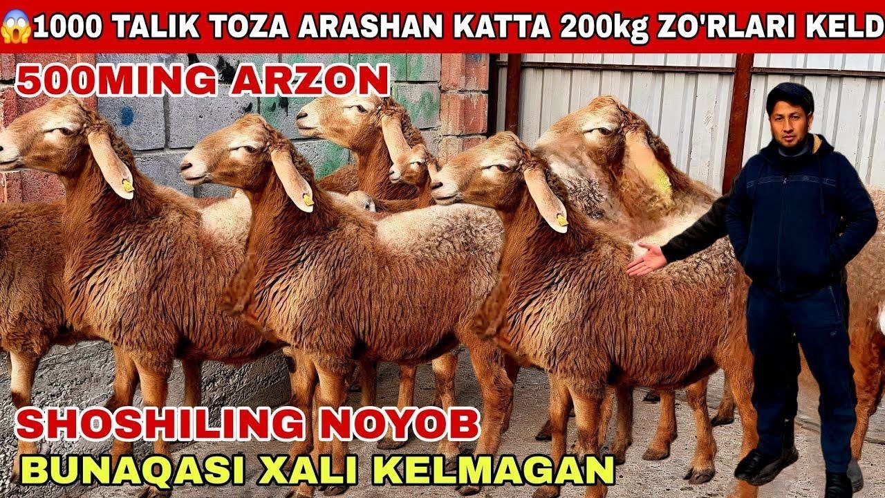 🚨Voy Dodd 500Mingda 400Ming Arzon Toza Arashan 200kg Daxshat Arashani Tozalari Keldi Shoshiling