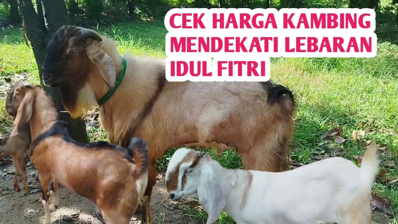 CEK HARGA KAMBING MENDEKATI IDUL FITRI 