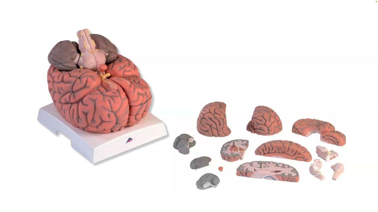 [MIND 2023] Thalia Wheatley: The emerging science of interacting minds