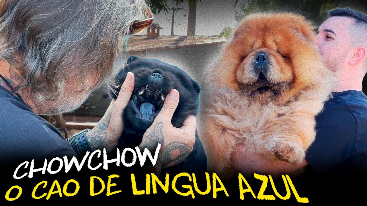 CHOW CHOW: O CACHORRO COM LÍNGUA PRETA E RABO ENROLADO!