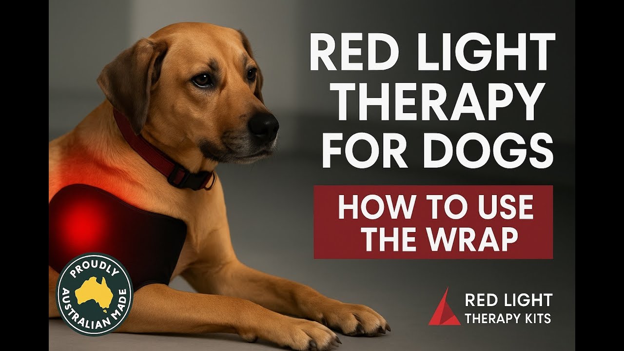 How to Use the Premium Red Light Therapy Wrap for Dogs