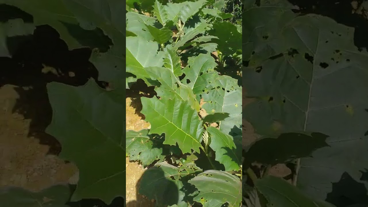 Cultivo de cocona en la selva central - junín #cocona #campo #agricultura