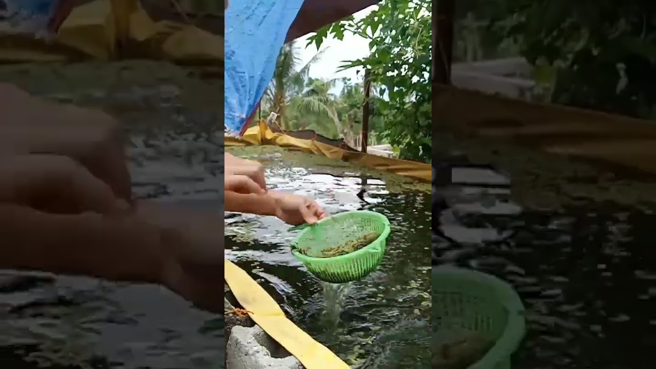 emergency harvest