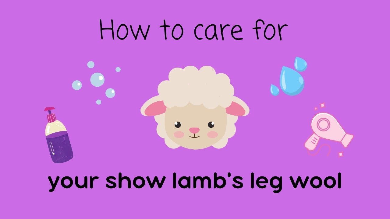 Caring for your show lamb's leg wool