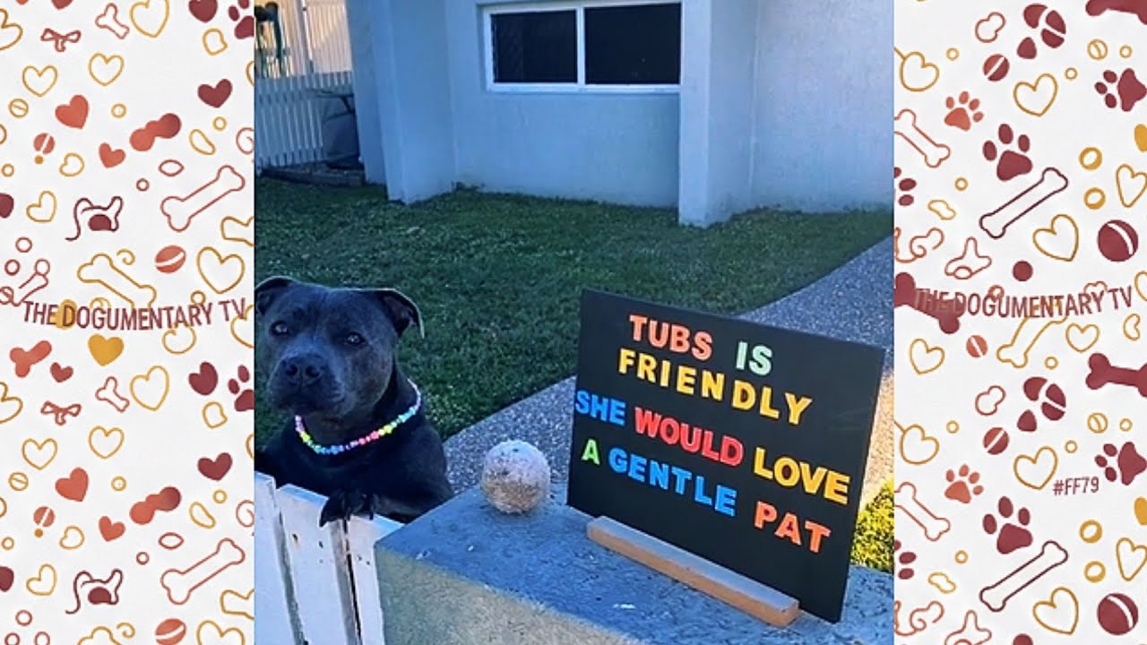 Pittie Patiently Waits By The Fence   What Happens Next Will Melt Your Heart