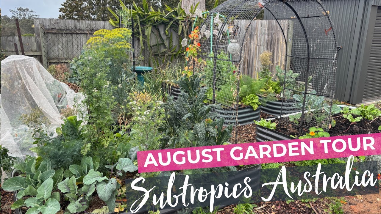 Late August Vegetable Garden Tour - Subtropical Australia 2025