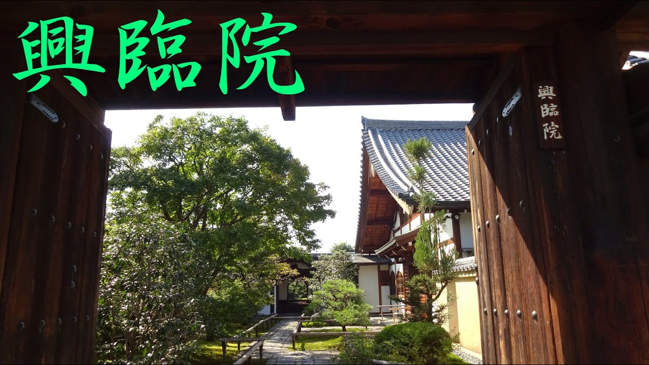 大徳寺　数々の塔頭　院　紅葉も素敵だけれど　青もみじの生命力溢れる色彩は別格　樹齢約400年の侘助椿は御見事