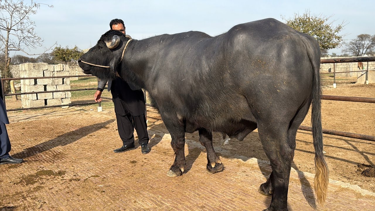 Beautiful High Milking Buffaloes in Gujrat || Buffalo Farming In Pakistan || Nili Ravi 