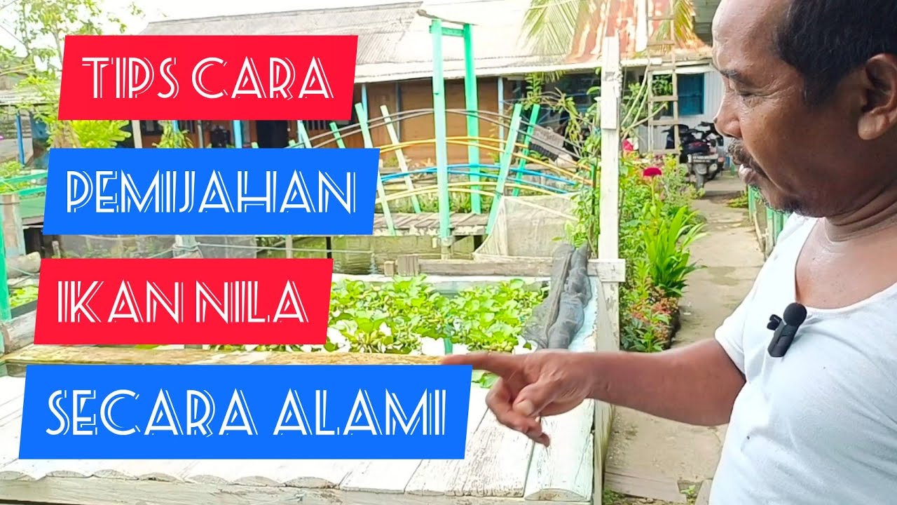 Tips cara pemijahan ikan nila secara alami