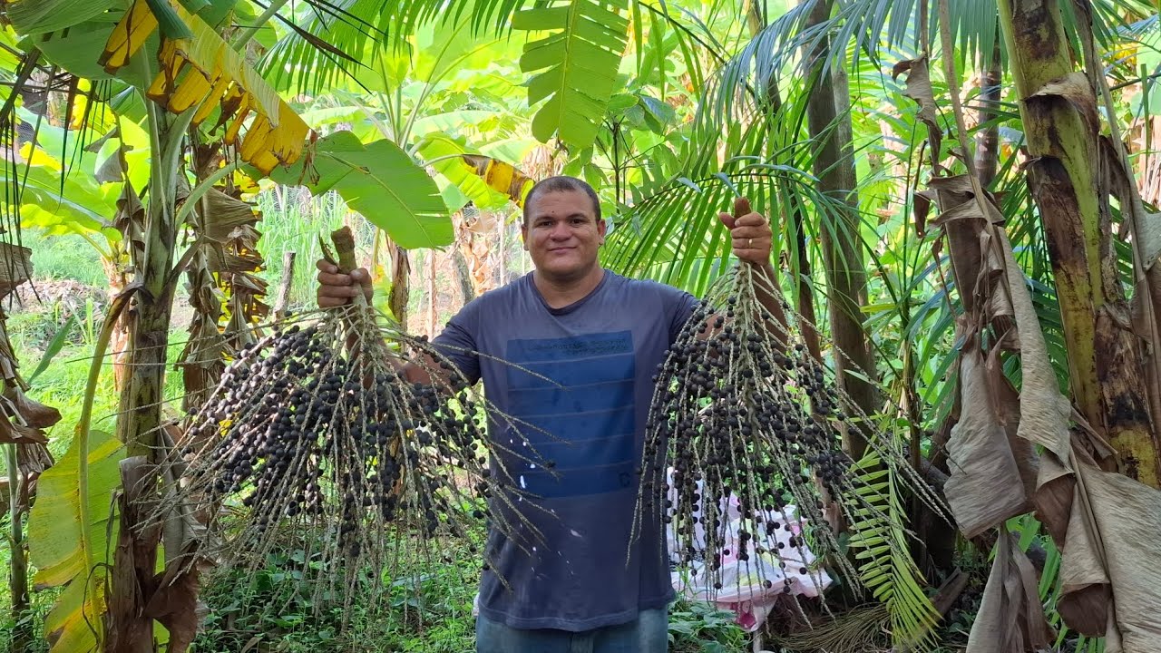 COLHEMOS AÇAÍ NA ROÇA DO NORDESTE UMA CULTURA DA AMAZÔNIA 