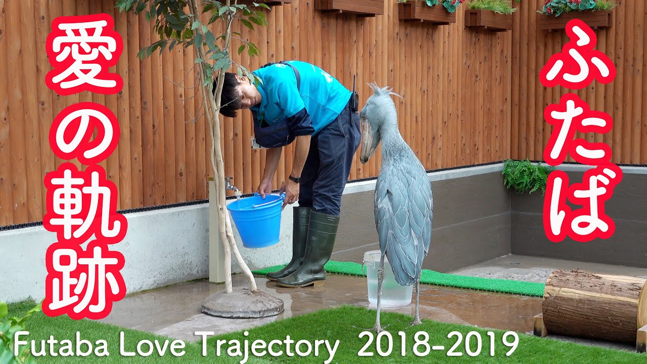 大好きな飼育員さんとハシビロコウのふたば、愛の軌跡その1 (2018-2019) 【ほっこり!早春スペシャル1】2018-2019 　Futaba Love Trajectory  2018-2019