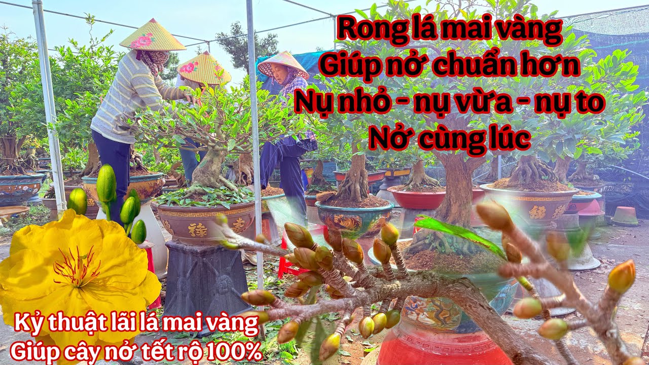 CÁCH LÃI LÁ MAI VÀNG NỞ ĐIỀU - hiệu quả cao nhất có thể ( rong lá ) lãi bớt lá mai vàng