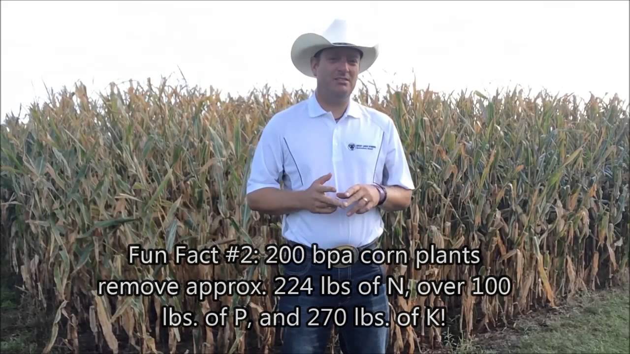 Evaluate your fall corn for adequate N uptake with Dave Hoy