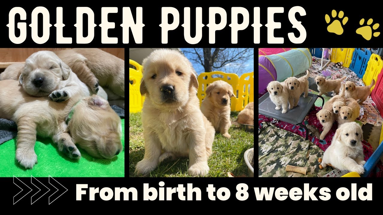 Golden Retriever Puppies from Birth to 8 Weeks Old - Golden Puppies Growing Up