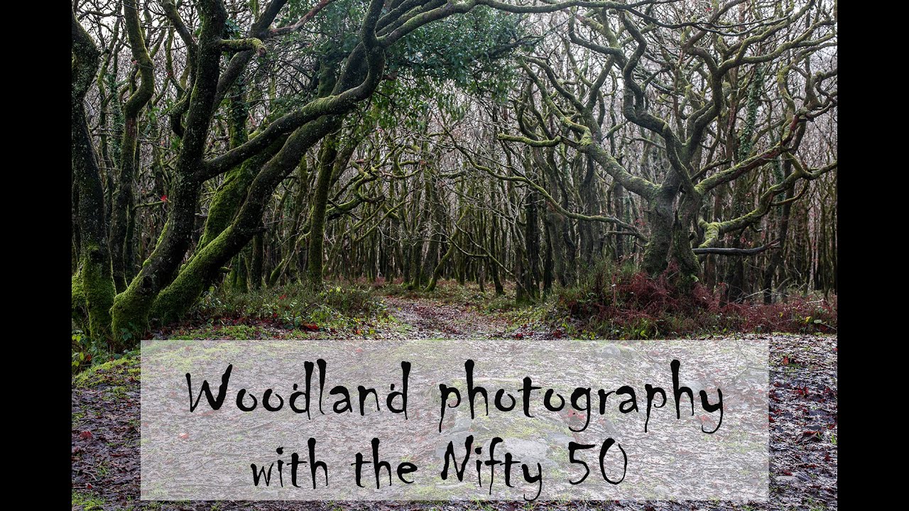 Woodland photography with the nifty 50