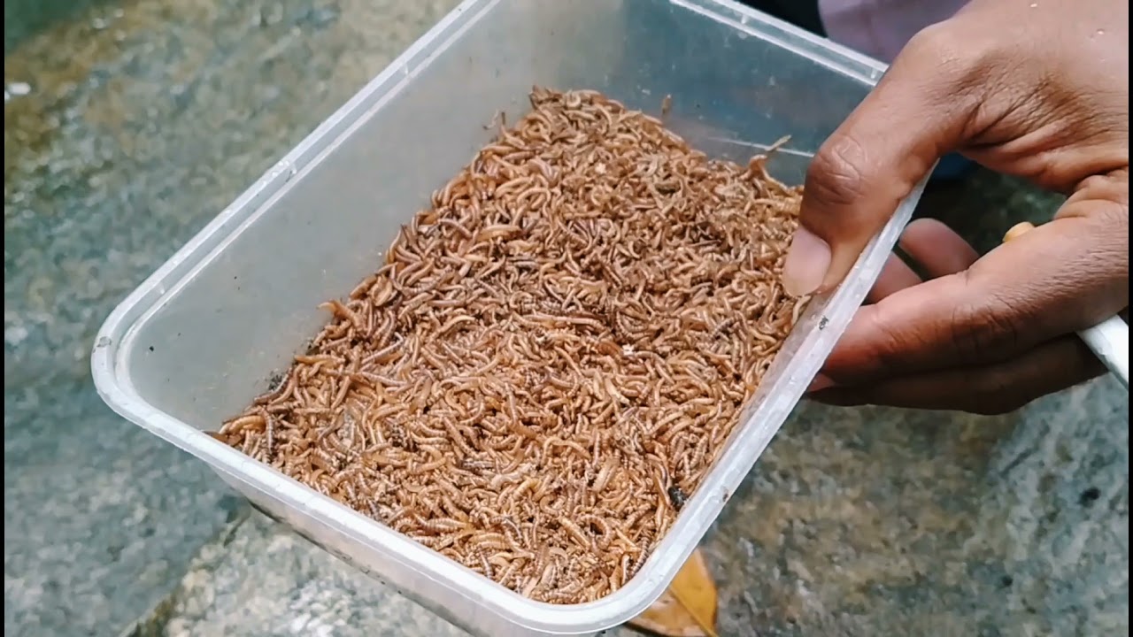 Roti klik vs ulat kandang buat mancing wader