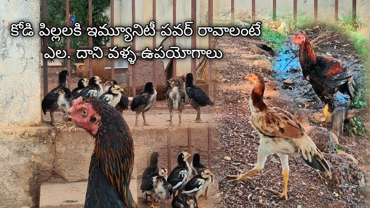 How to imunity grow in chicks. What is the benifits of imunity for hens 