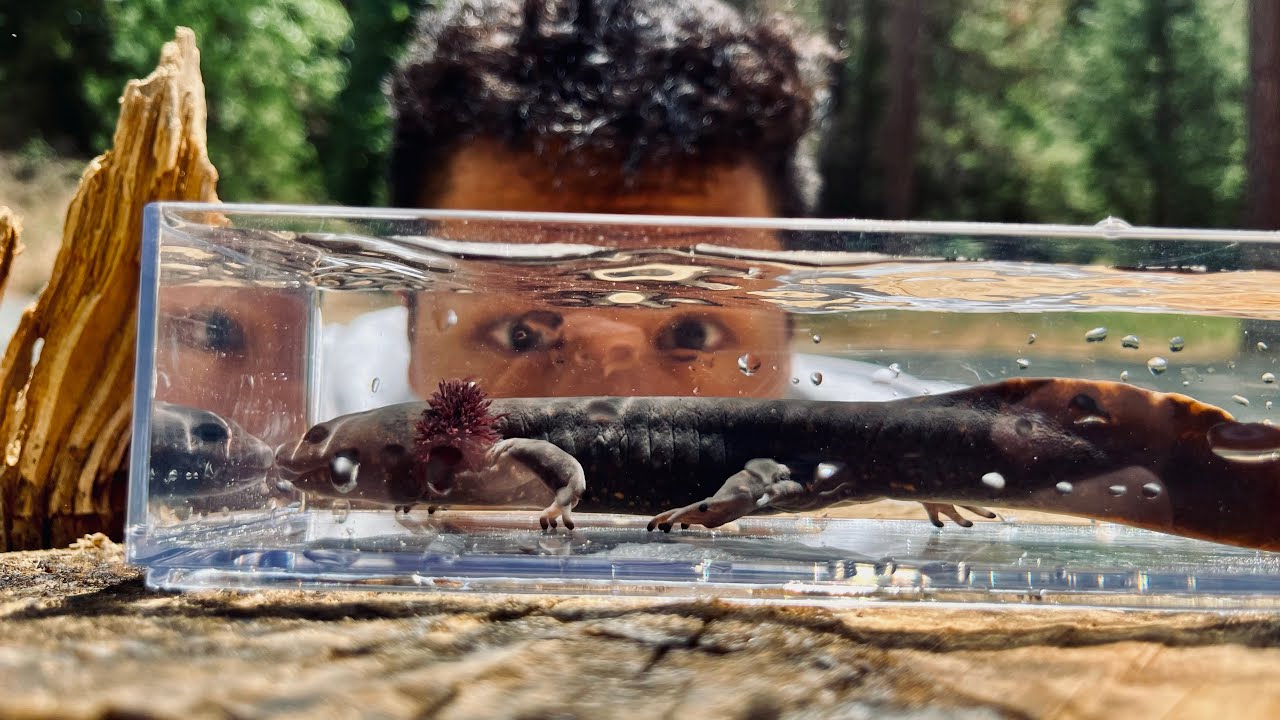 Pacific Giant Salamander FOUND!!! • A Real Life POKÉMON?!?!?!