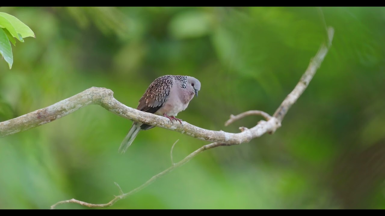 Spotted Dove Sri Lanka R5ii & RF600mm F4
