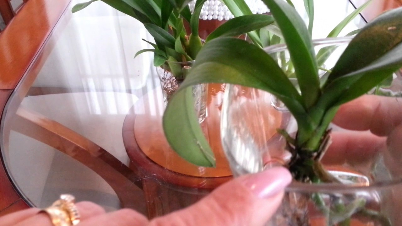 Falando de orquídeas na água