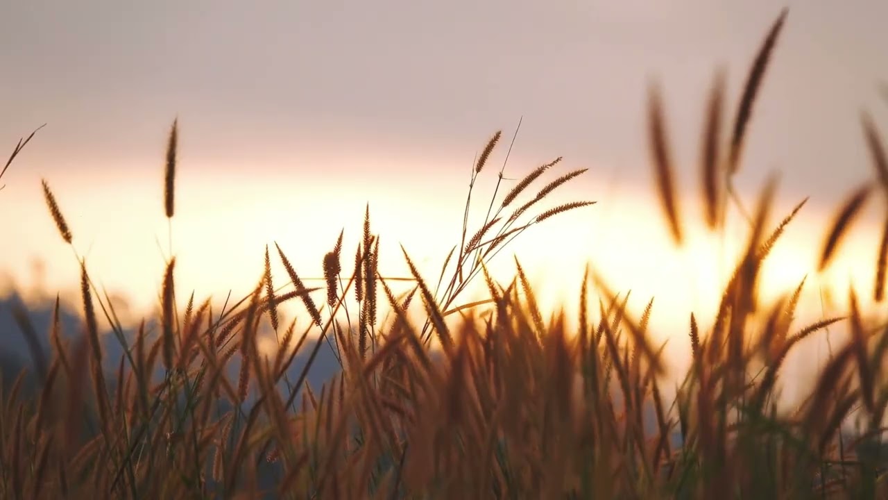 10Hrs Peaceful Nature Sounds for Sleep Study and Relax with Birds & Wind | Ambient 4k Soundscape
