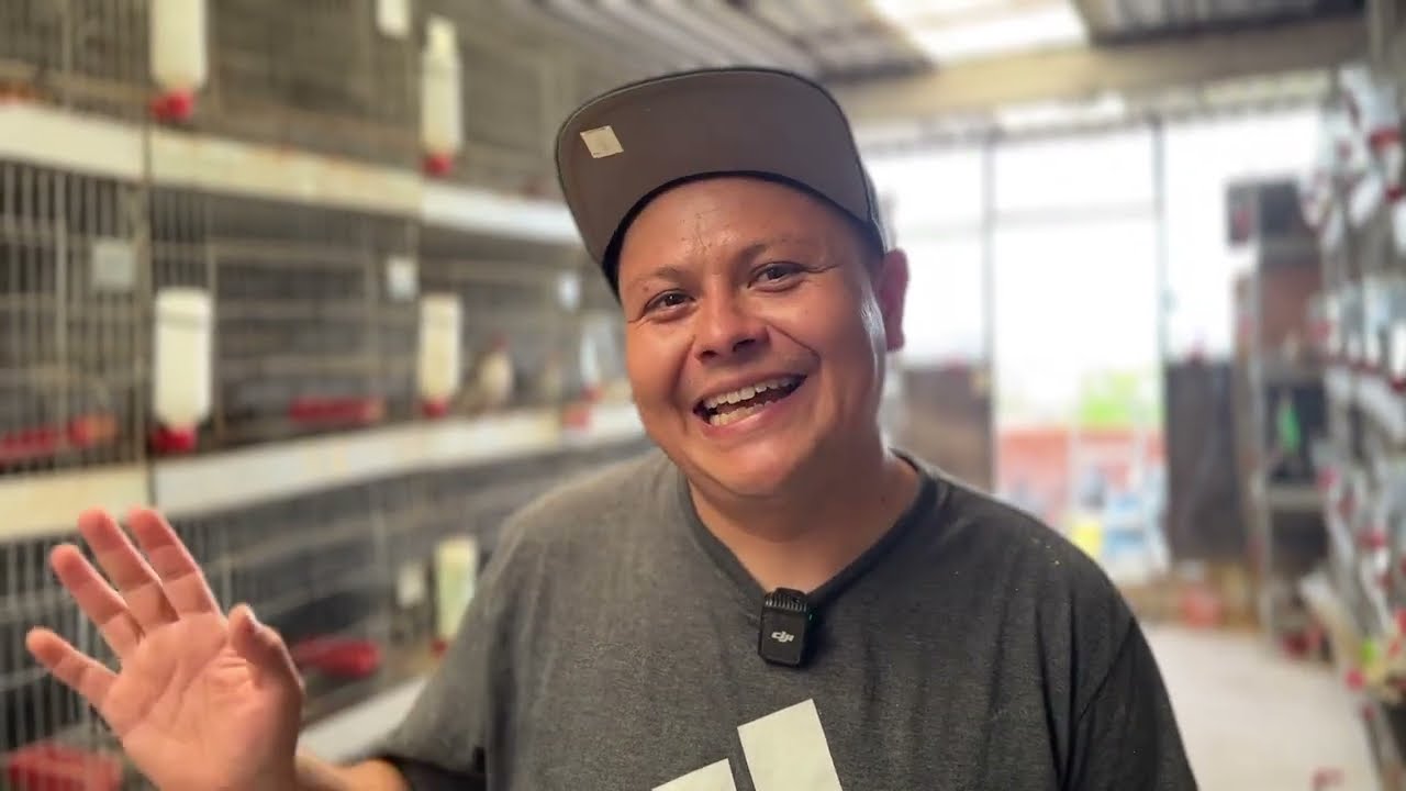 Criadero Los Potrillos de Pénjamo: La Historia de Paul y su Pasión por los Gallitos Aztecas 🐓🔥