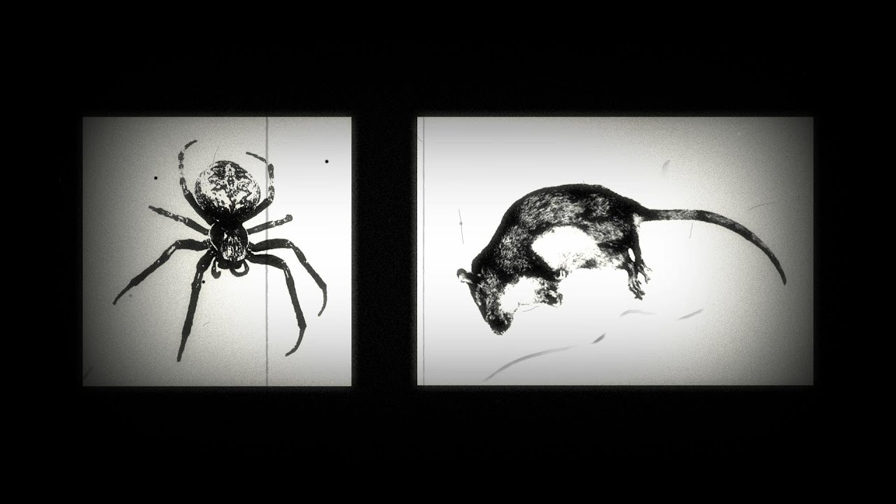 The Experiment | an interactive psychic experience