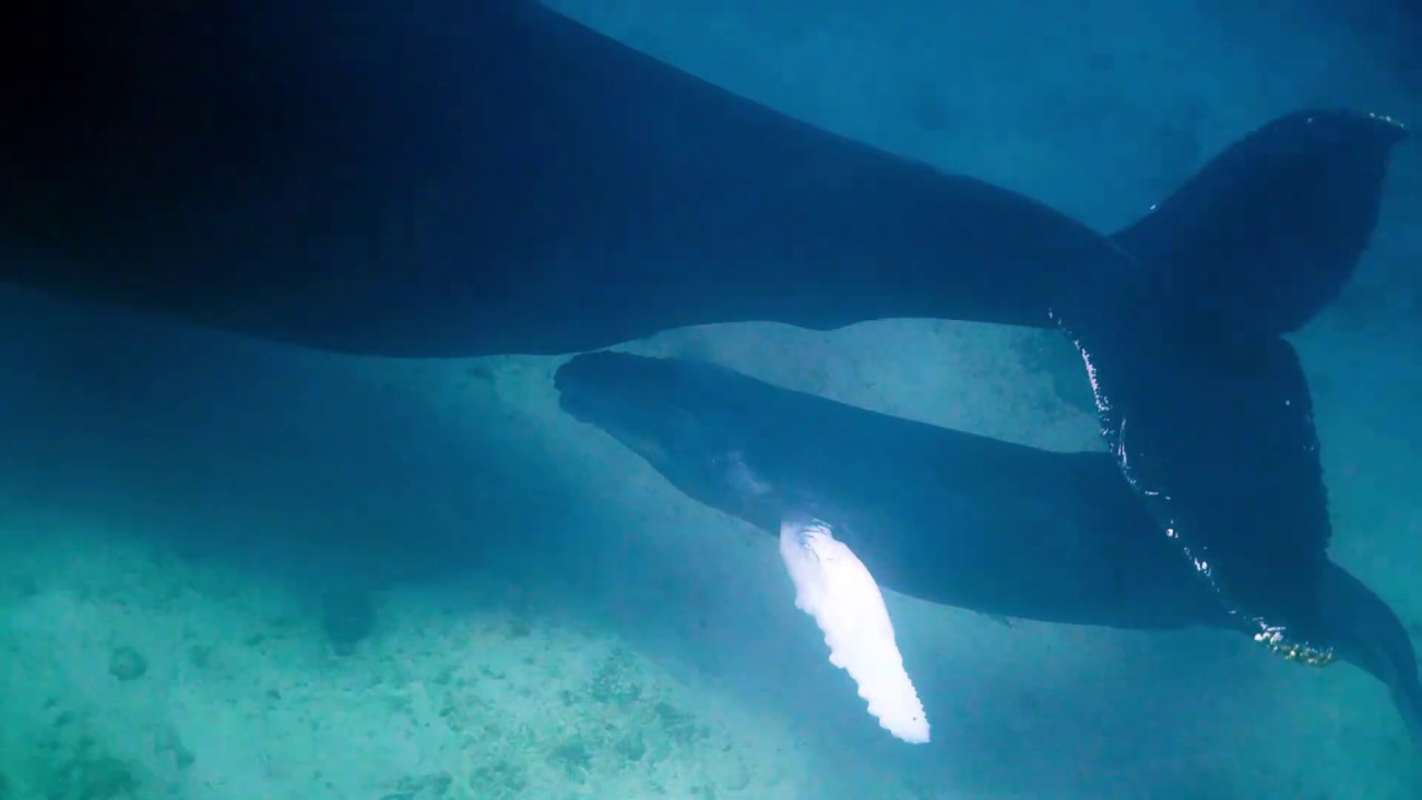 Humpback Whale baby feeding