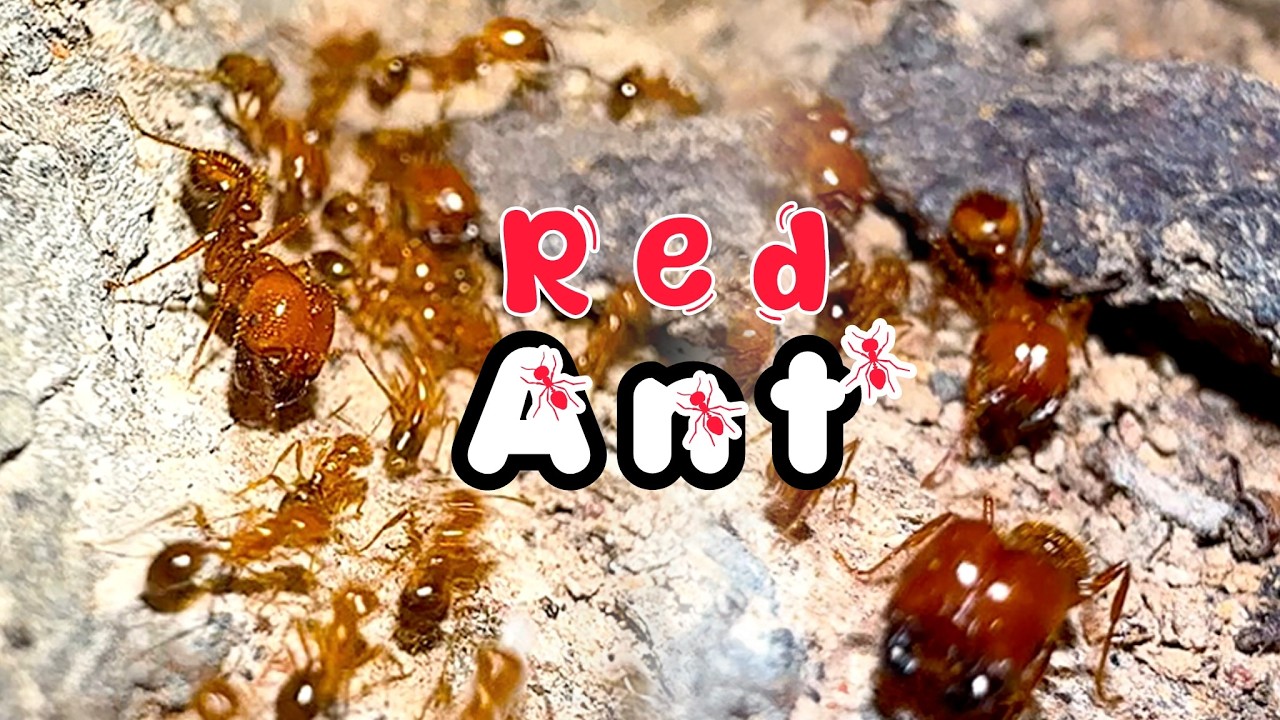 The great red ant | AntGreen