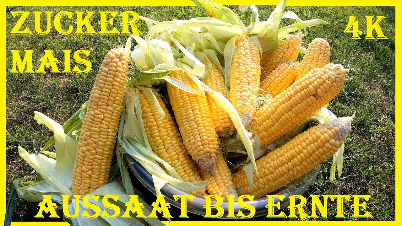 🌱🌽 Zuckermais anbauen im Garten 🌽 Einfache Anbauanleitung 🌽 Aussaat bis Ernte 🌽 Mais pflanzen