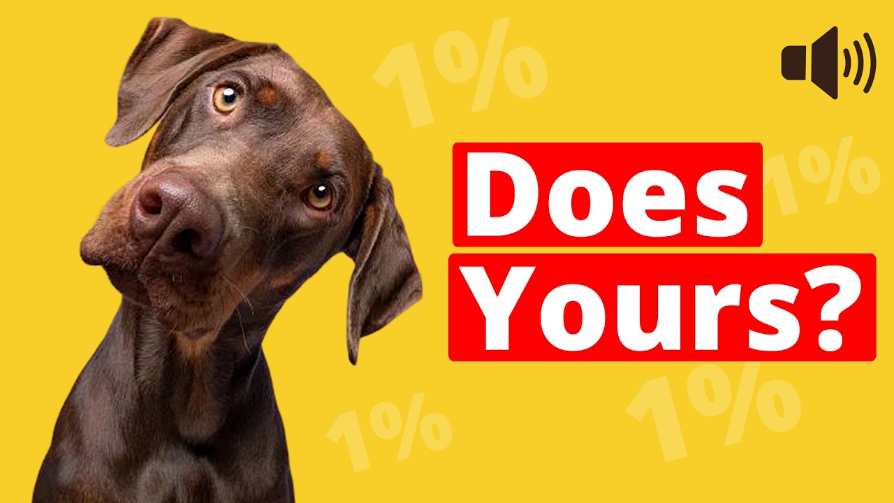 1% of Dogs Pass This Sound Test. Does Yours?
