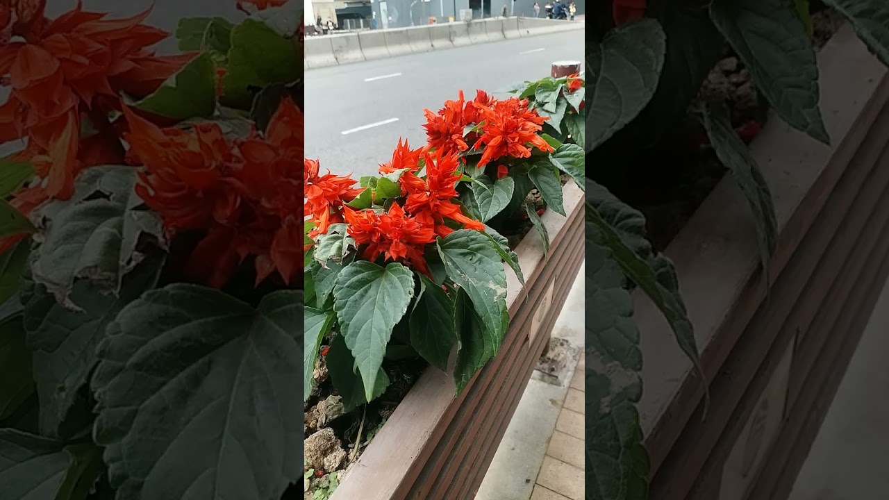 Bunga Scarlett Salvia di Hongkong