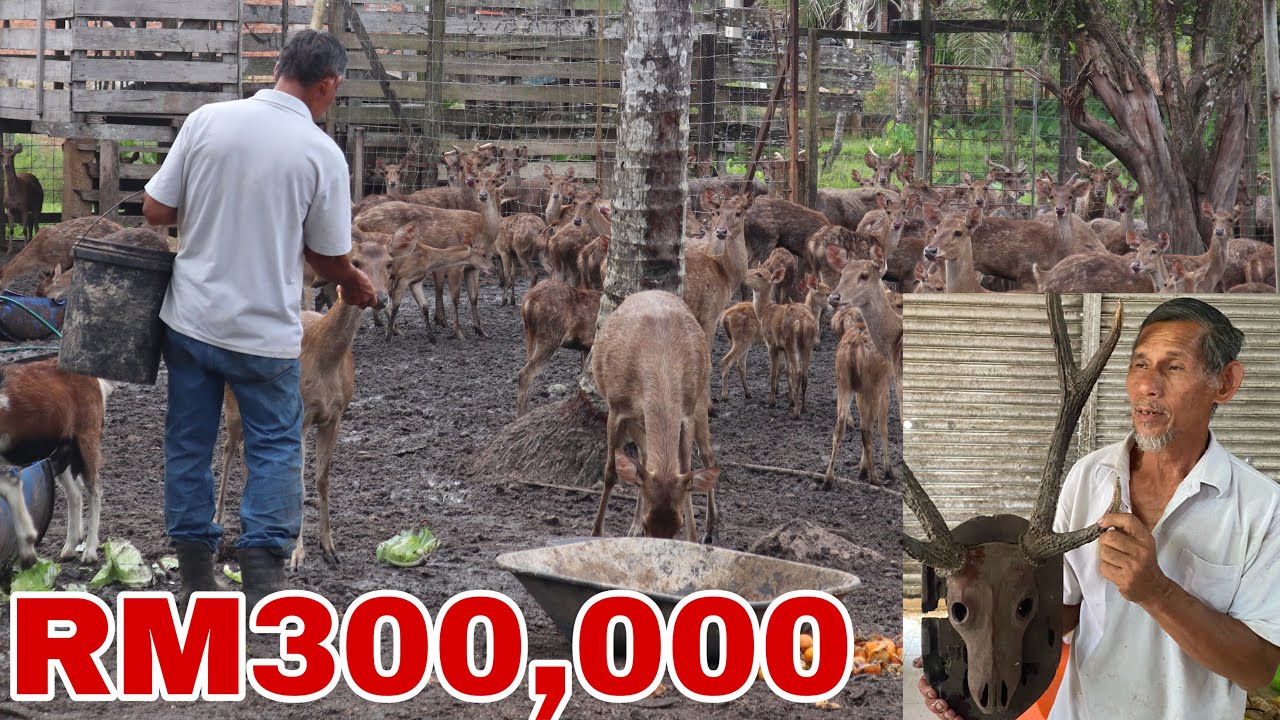 Melawat Pak Ali penternak berjaya yang dulu ada 5 Ekor Rusa Timorensis kini melebihi RM300,000