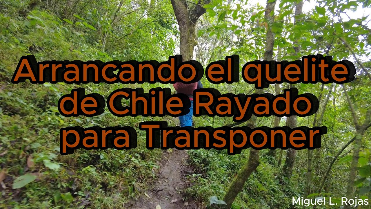 Arrancando el quelite de Chile Rayado  para Transponer