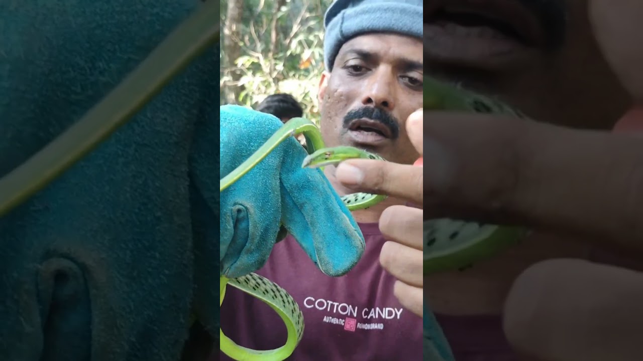 green Vine snake mildly venomous To see what happened next, watch the upcoming long video.