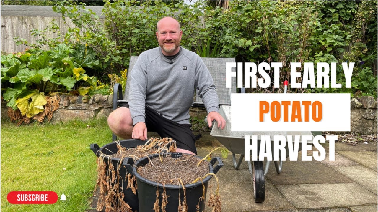 First Early Potato Harvest | Potatoes in Containers | Potatoes| Mark's Allotment Plot