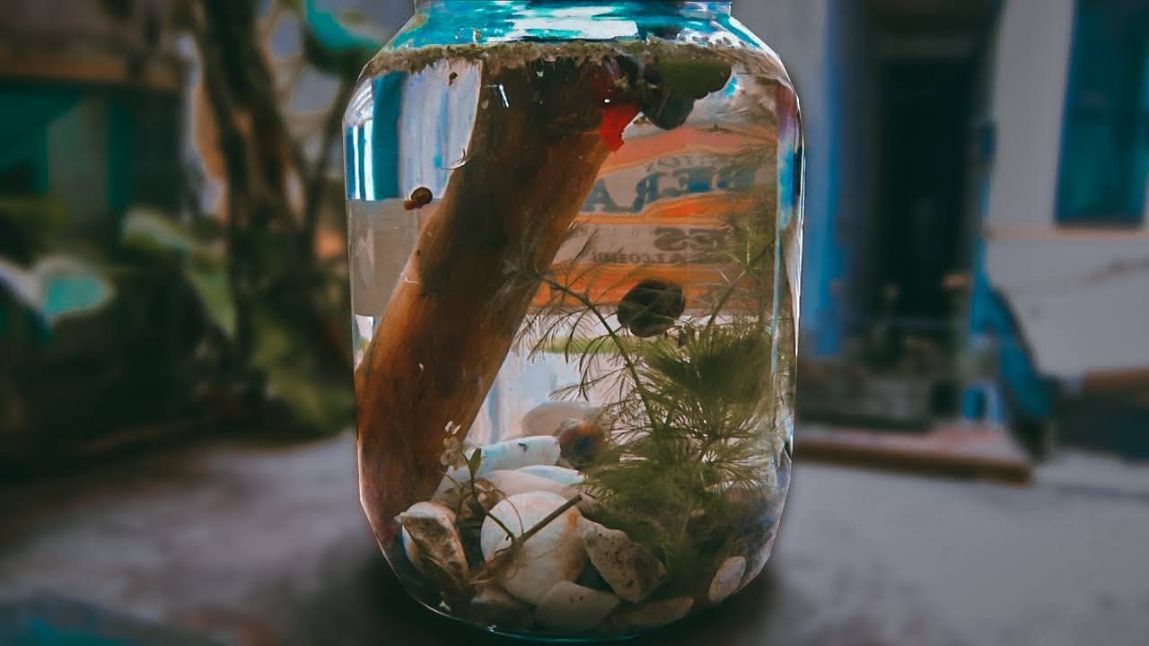 🌀 UN CARACOLARIO DE PLANORBIS #1