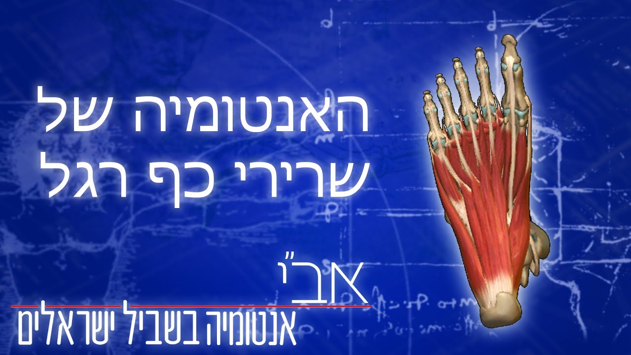 אנטומיה של שרירי כף רגל