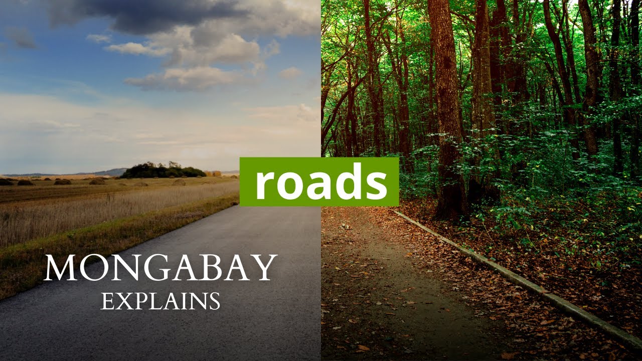 How do roads affect biodiversity in forests? | Mongabay Explains