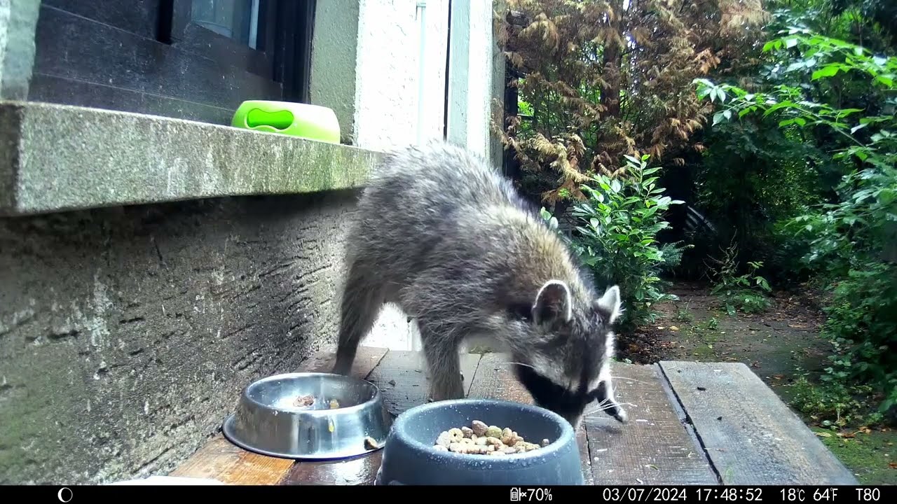 Trailcam 045 watching raccoons looking for food part1