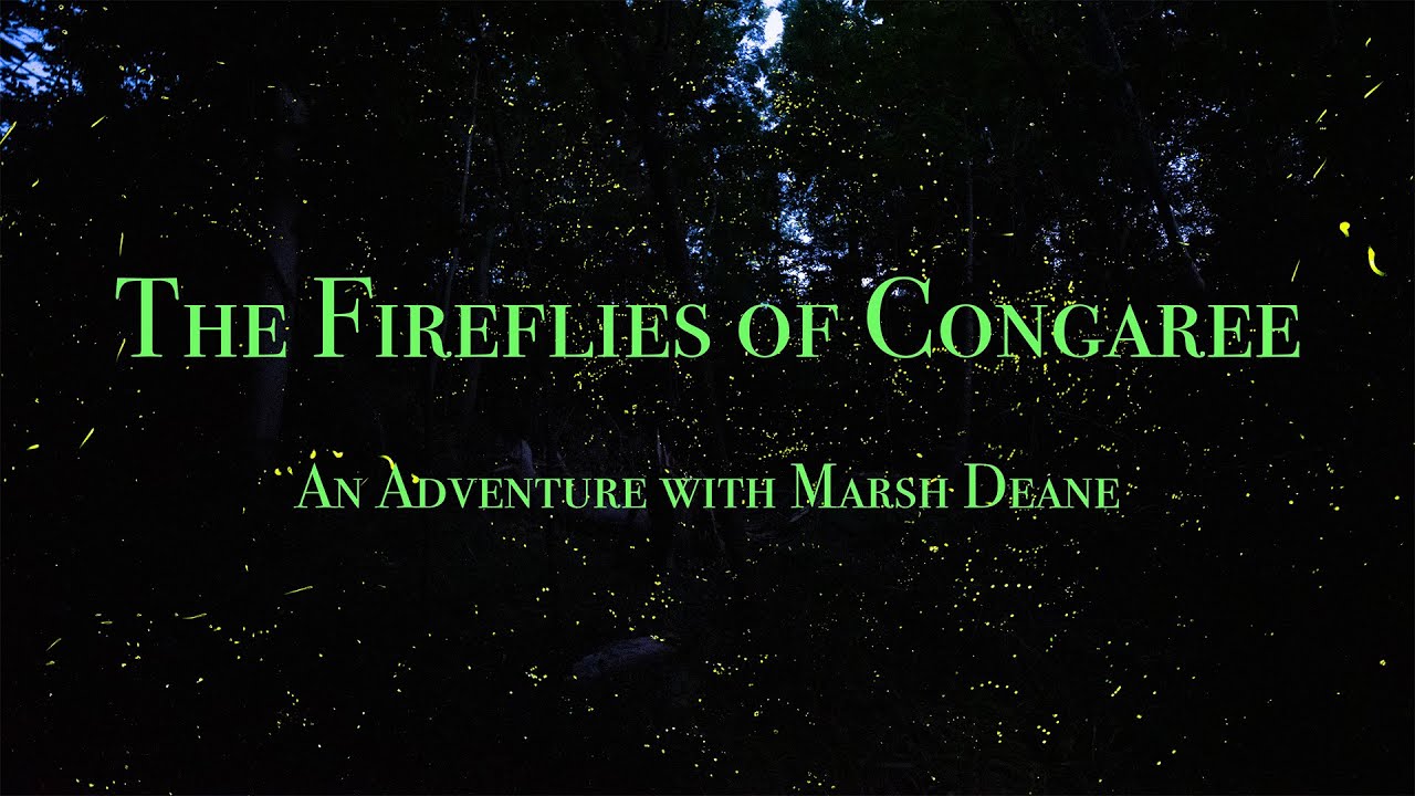 The Fireflies of Congaree 2024