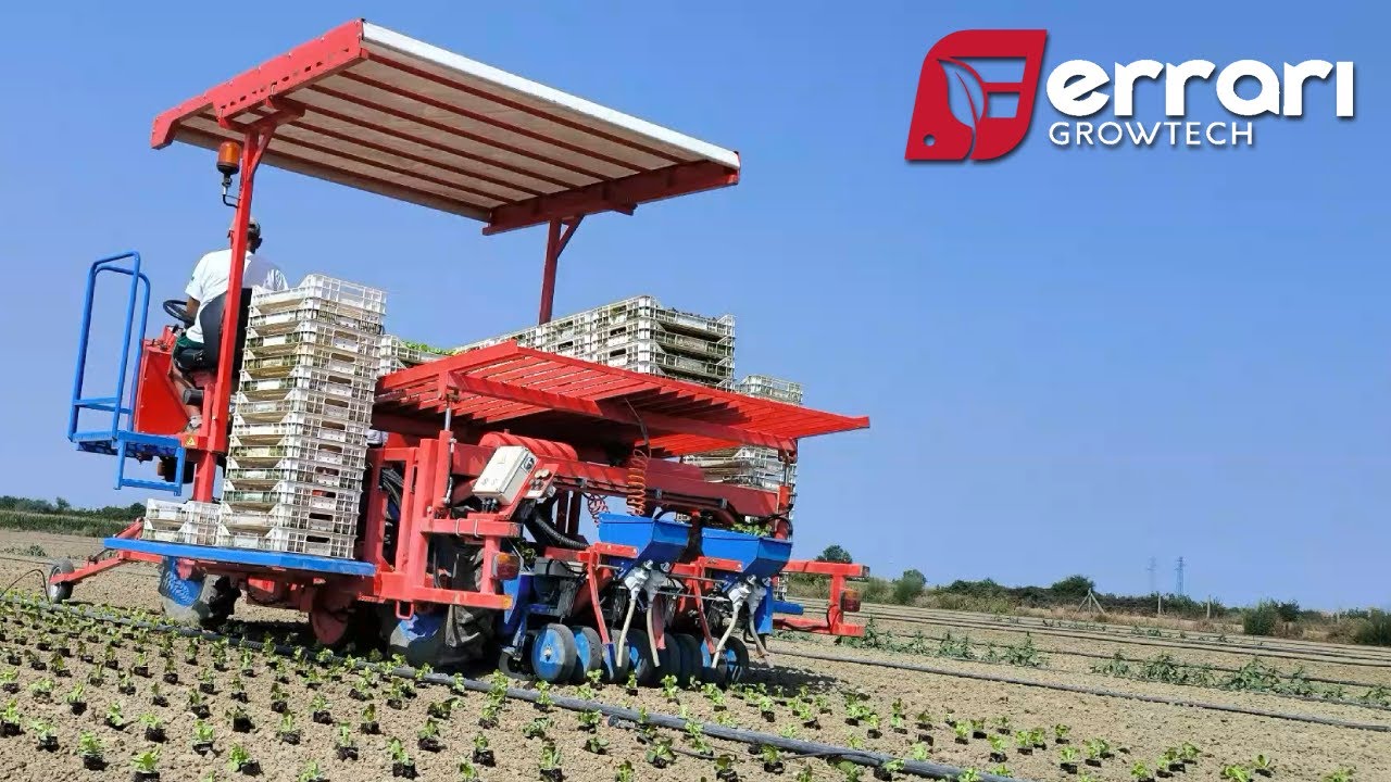 Effortless Lettuce Transplanting with Ferrari FASTBLOCK