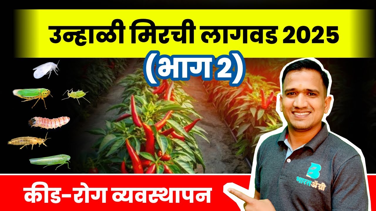 उन्हाळी मिरची लागवड 2025 (भाग-2) | मिरची कीड-रोग नियंत्रण | mirchi rog niyantran marathi #chilli 🫑🌱