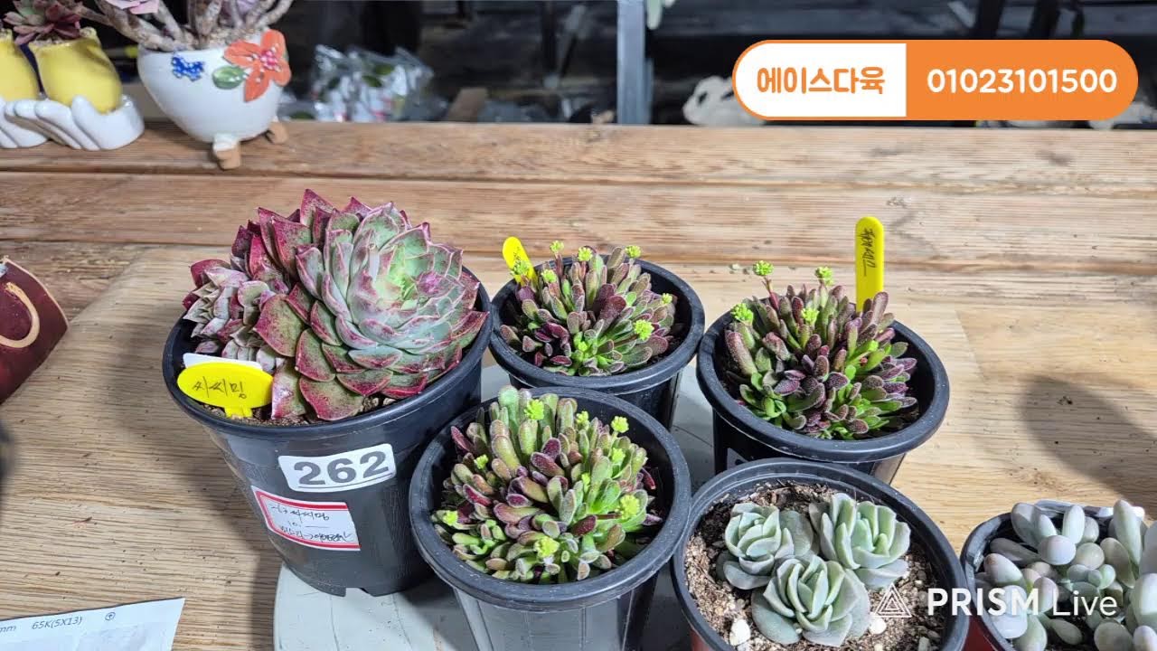 에이스다육 라이브 방송